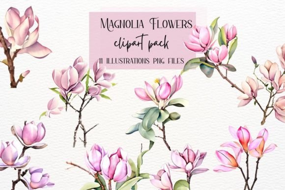 Magnolia Flower Illustrations for Commercial Design