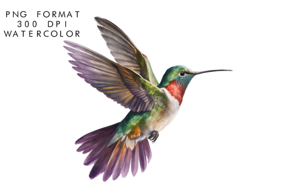 Watercolor Hummingbird Clipart in Brand Illustrations