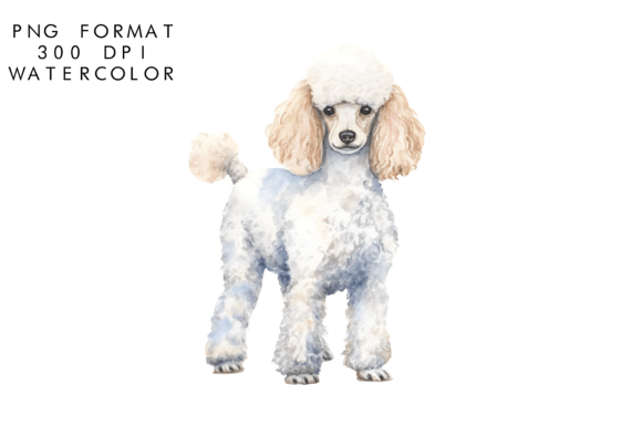 Watercolor Poodle Dog Clipart for Editorial Illustrations